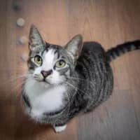 Photo of Blitzen   Located In Bacchus Marsh