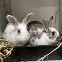 Photo of Peanut (Bonded To Bugs)