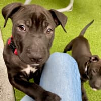 Photo of D1100 Humphrey