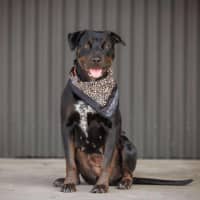 Photo of Macy   2 Year Old Rottweiler X