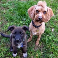 Photo of Kiki   10 Week Old Cattle Dog X Weimaraner (Trial)