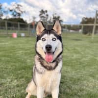 Photo of Ace