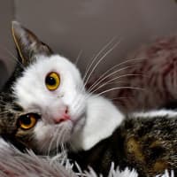 Photo of Willow