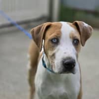 Photo of Cornetto   Rhodesian Ridgeback Mix
