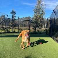 Photo of Honey Imp 1269