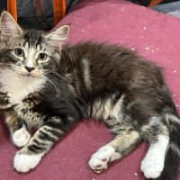 Photo of Fluffball
