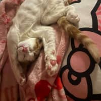 Photo of Tater Tot