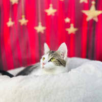 Photo of Luna   Located In Preston