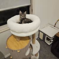 Photo of Luna (Was Cleo)