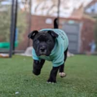 Photo of Juno