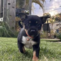 Photo of Alfie
