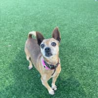 Photo of Molly Imp 1614