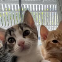 Photo of Kiki   Penelope