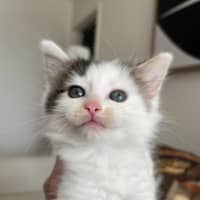 Photo of Albie