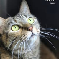 Photo of Bella