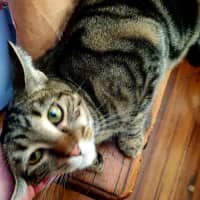 Photo of Shanti