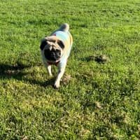 Photo of Romeo