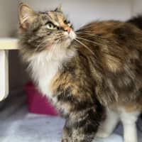 Photo of Nala