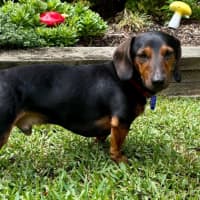 Photo of Hendrix   4 Year Old Dachshund 