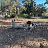 Photo of 🌶️ Chilli Heeler 🌶️