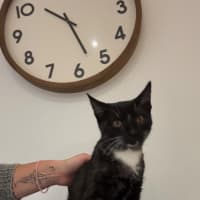 Photo of Xavier Meet Me@Petstock Chelsea Store 8/5