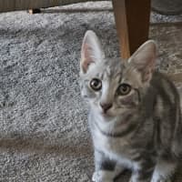 Photo of Napoleon