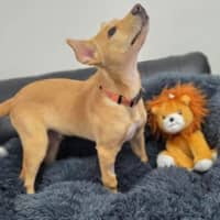 Photo of Comet 