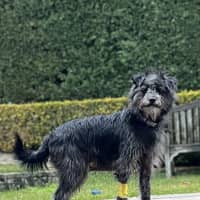 Photo of Jack (Aka Jack Sparrow)