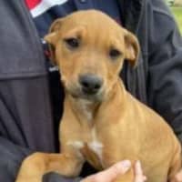 Photo of Teddy ~ Staffy X Beagle Puppy