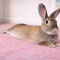 Photo of  Clover 