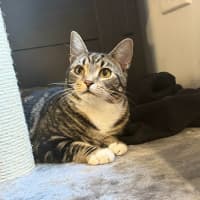 Photo of Sphinx