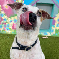 Photo of D1072 Rosie