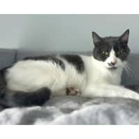 Photo of 5196   Daisy Doo