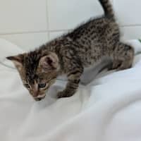 Photo of Tiger