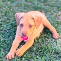 Photo of Hopper