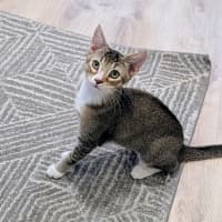 Photo of Blossom   In Foster Care In Glenroy