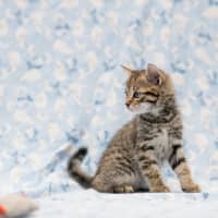 Photo of Jimmy Choo **2nd Chance Cat Rescue**