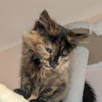 Photo of Bella