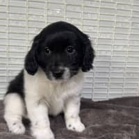 Photo of Cookie