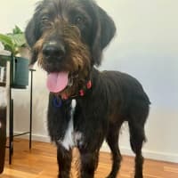 Photo of Stephen   9 Month Old Mixed Breed