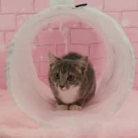 Photo of Misty