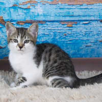 Photo of Peanut