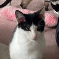 Photo of Bandito