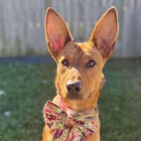 Photo of Daisy