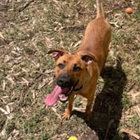 Photo of Scarlet