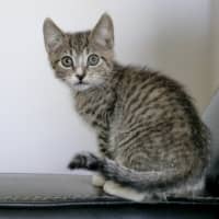 Photo of Rex