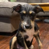 Photo of Heddie (Bonnie)