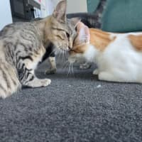 Photo of Atun And Arenita 