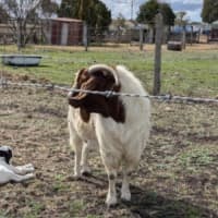 Photo of Bruce And Checkers