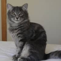Photo of Comet